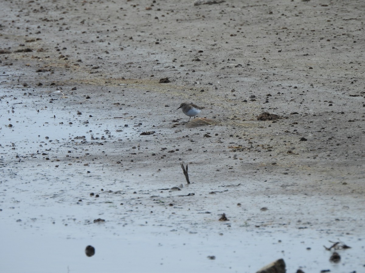 Temminck's Stint - ML637535457