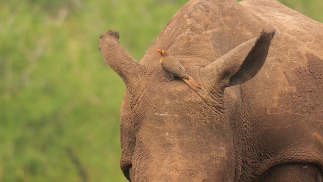 Red-billed Oxpecker - ML637535466
