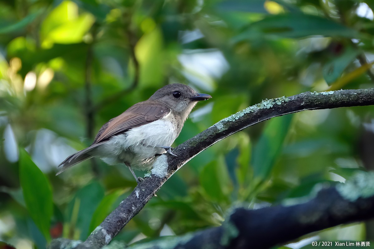Mangrove Whistler - ML637535492