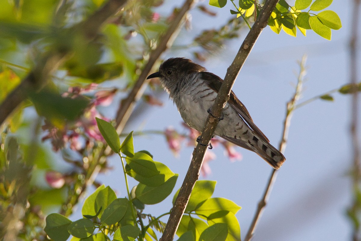 Little Bronze-Cuckoo - ML637535506