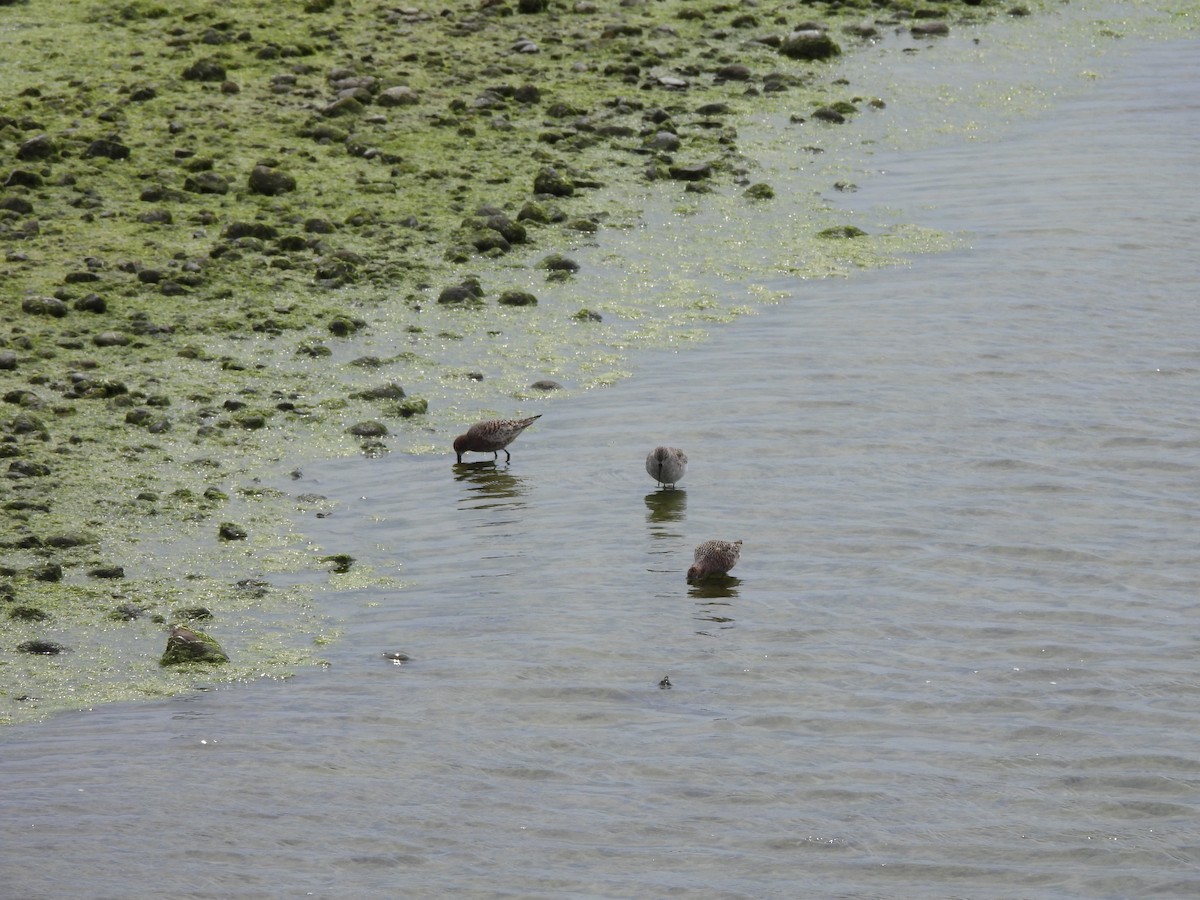 Curlew Sandpiper - ML637535508