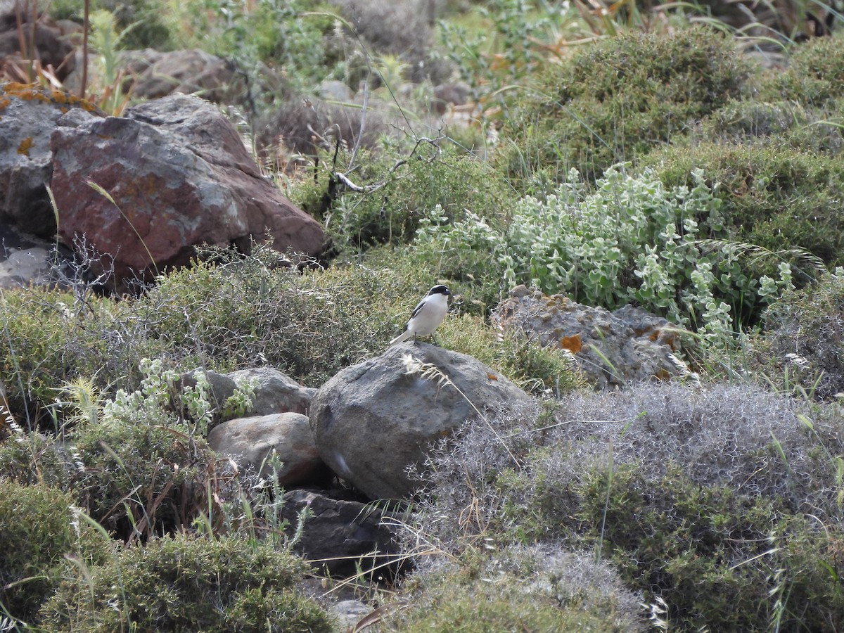 Lesser Gray Shrike - ML637535511