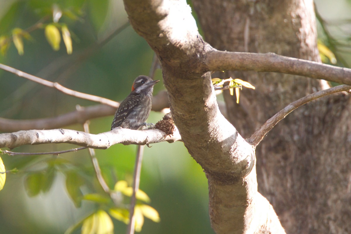 Sulawesi Pygmy Woodpecker - ML637535536