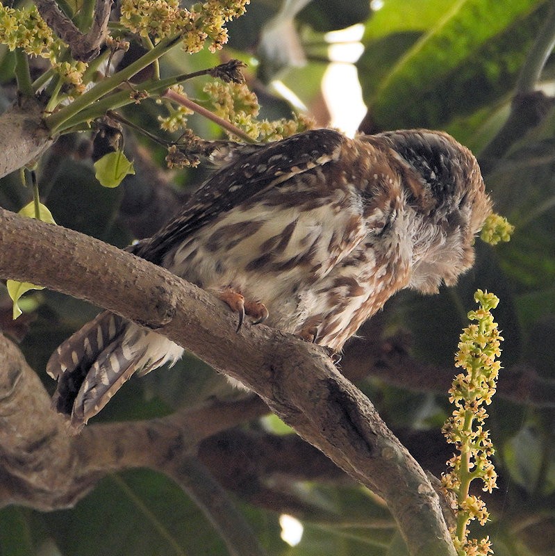 Pearl-spotted Owlet - ML637535539