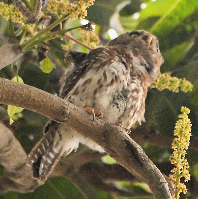 Pearl-spotted Owlet - ML637535540