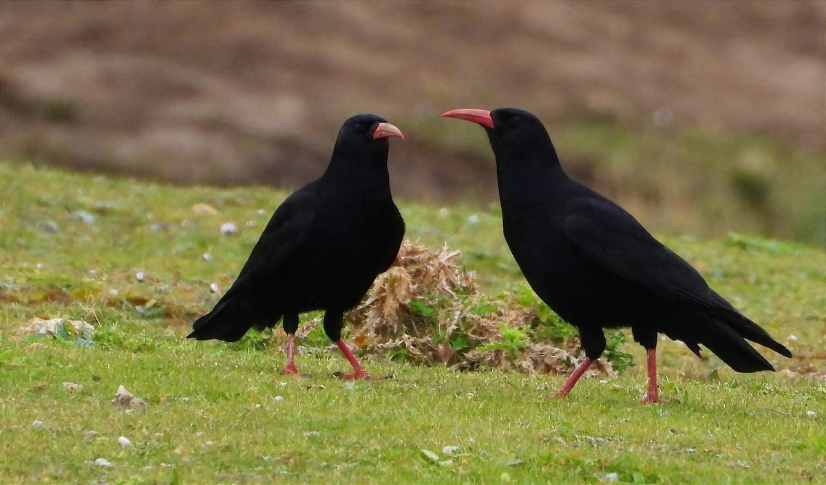 Red-billed Chough - ML637535594