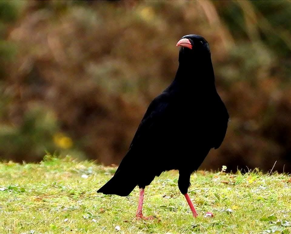 Red-billed Chough - ML637535595