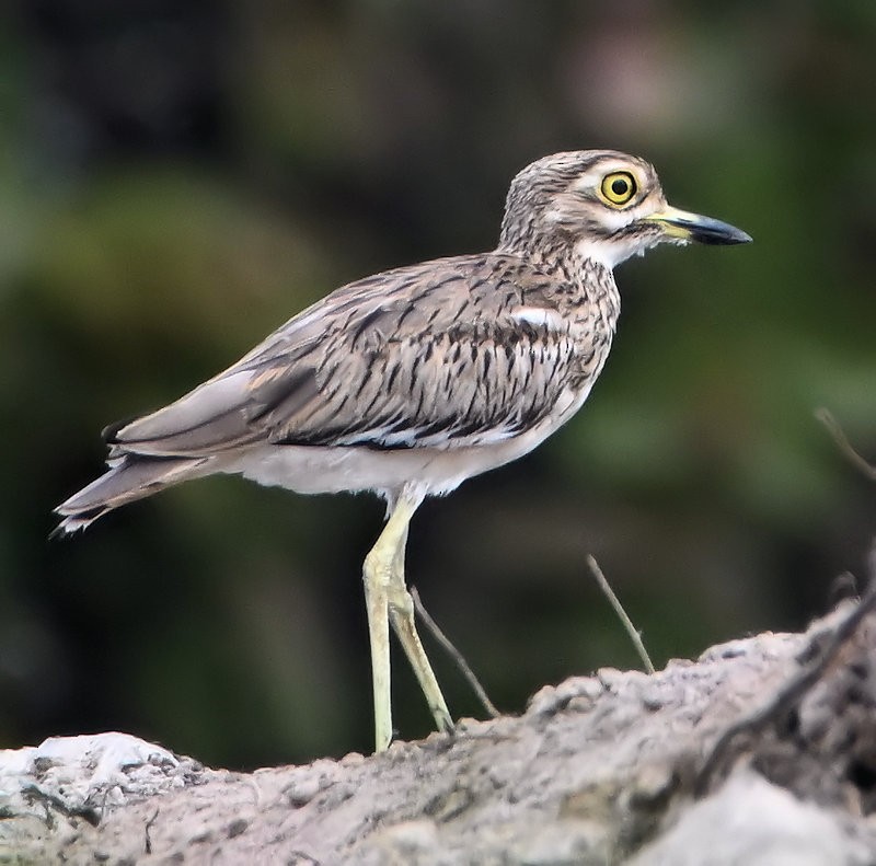 Senegal Thick-knee - ML637535609