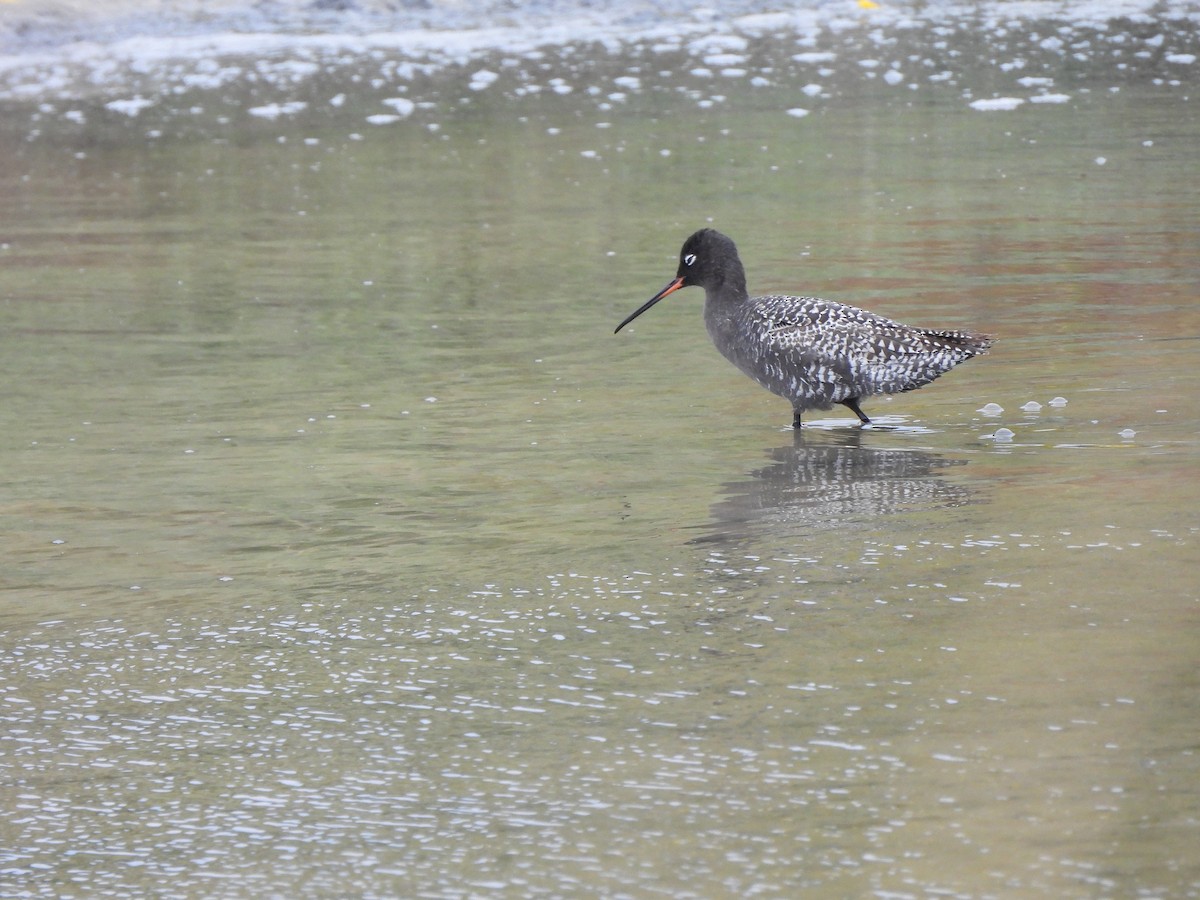 Spotted Redshank - ML637535614