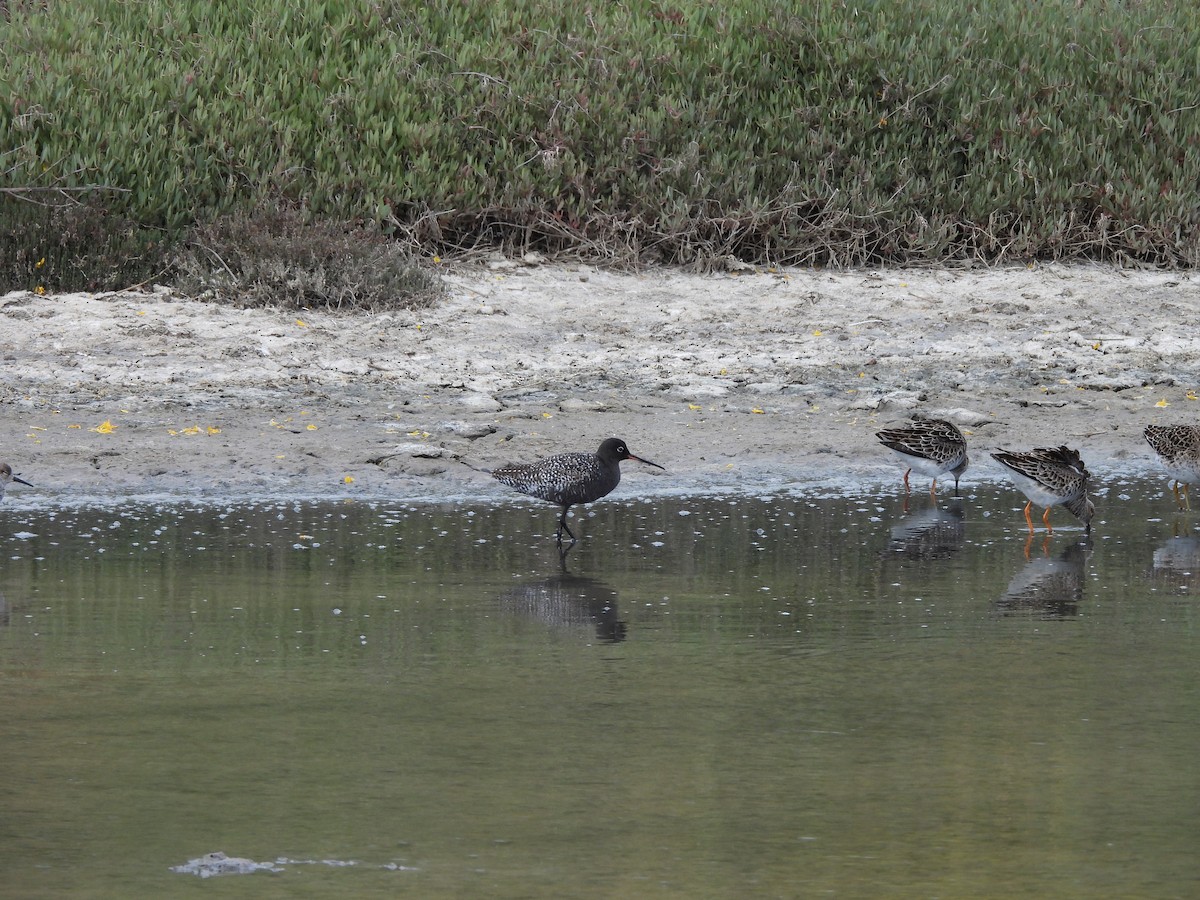 Spotted Redshank - ML637535615