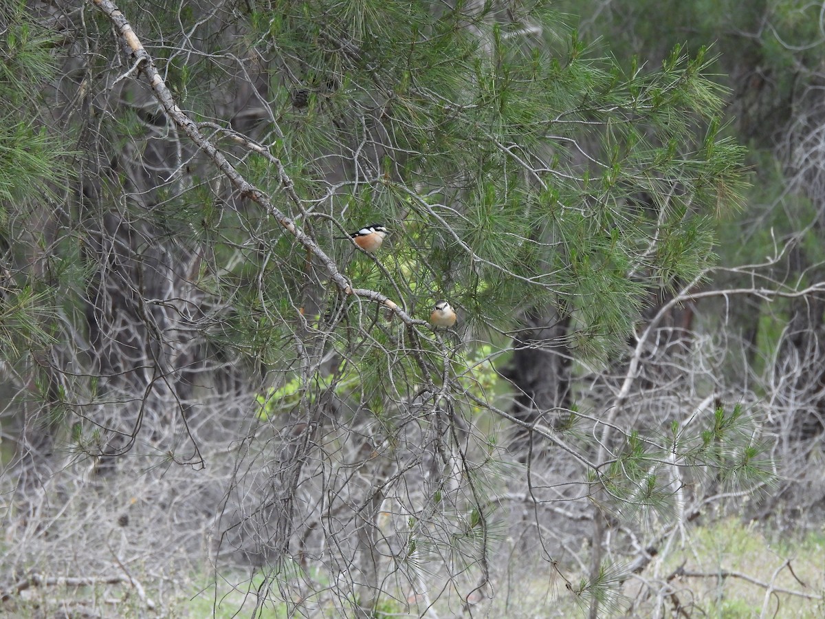 Masked Shrike - ML637535633