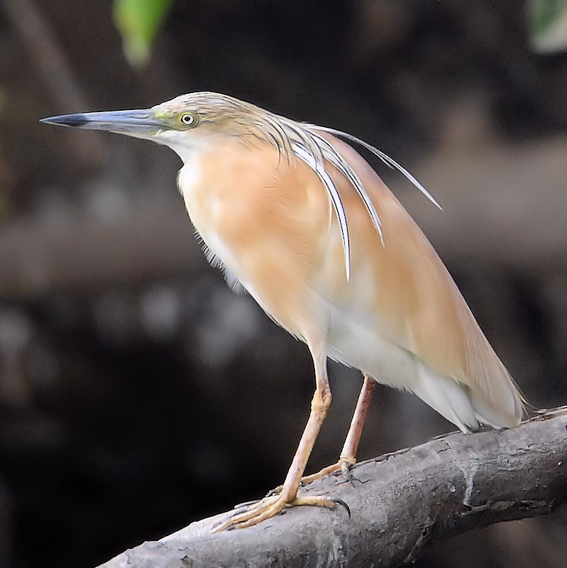 Squacco Heron - ML637535642