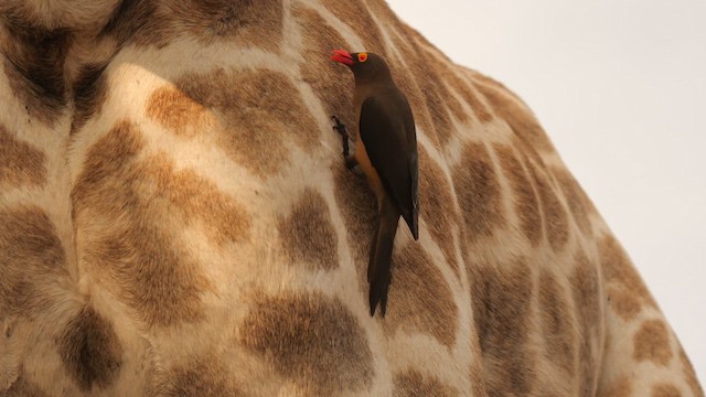 アカハシウシツツキ - ML637535643