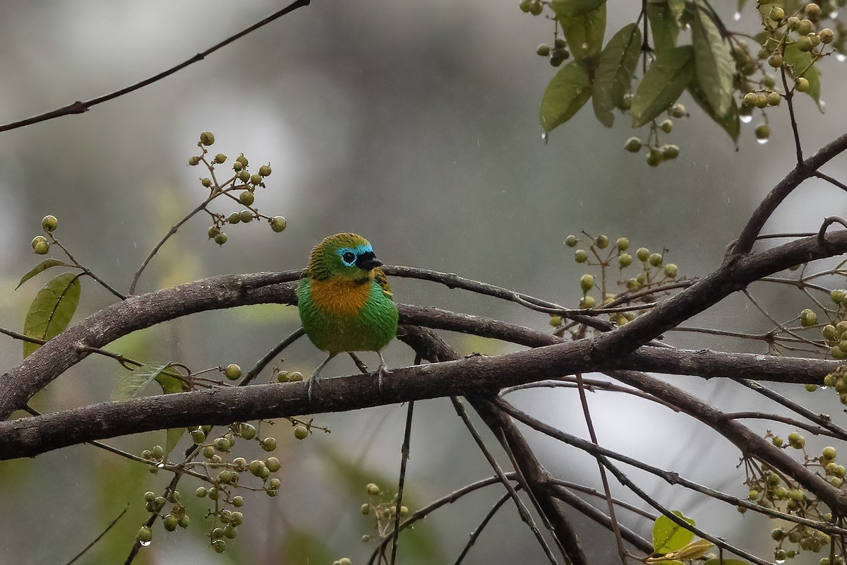 Brassy-breasted Tanager - ML637535672