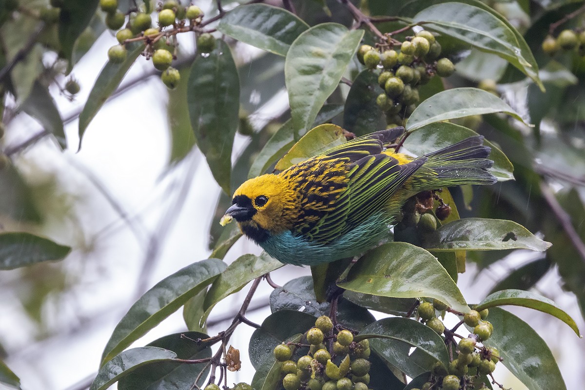 Gilt-edged Tanager - ML637535673