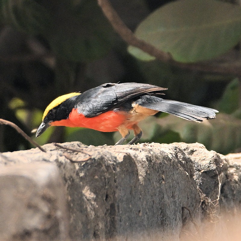 Yellow-crowned Gonolek - ML637535681
