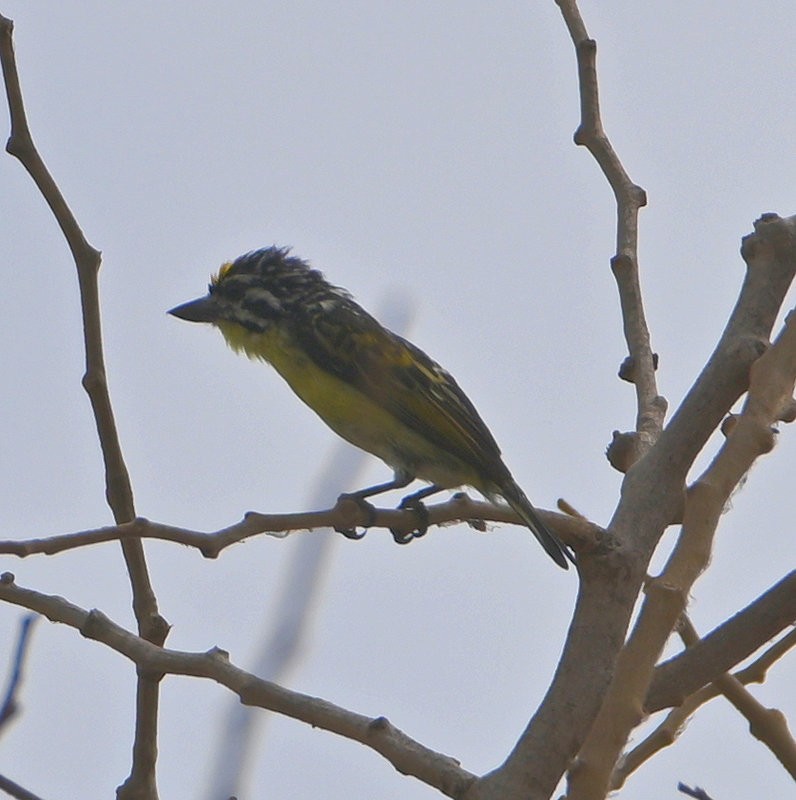 Yellow-fronted Tinkerbird - ML637535683