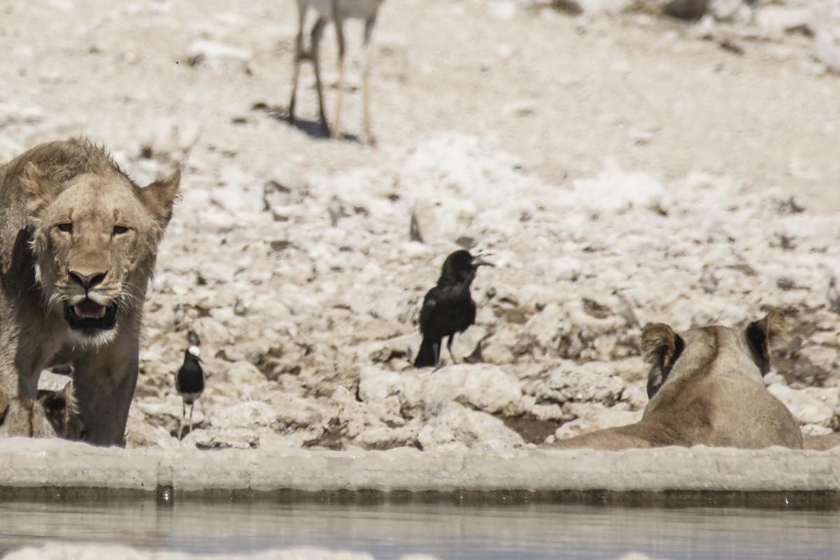 Cape Crow - ML637535693