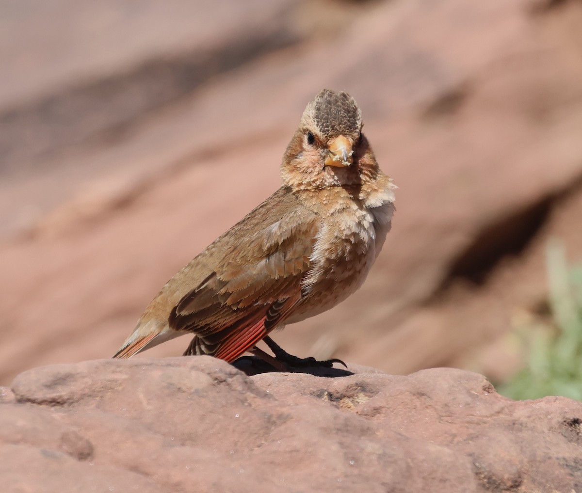 Crimson-winged Finch - ML637535698