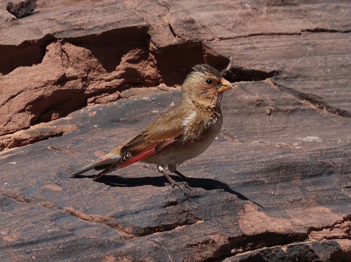 Crimson-winged Finch - ML637535699