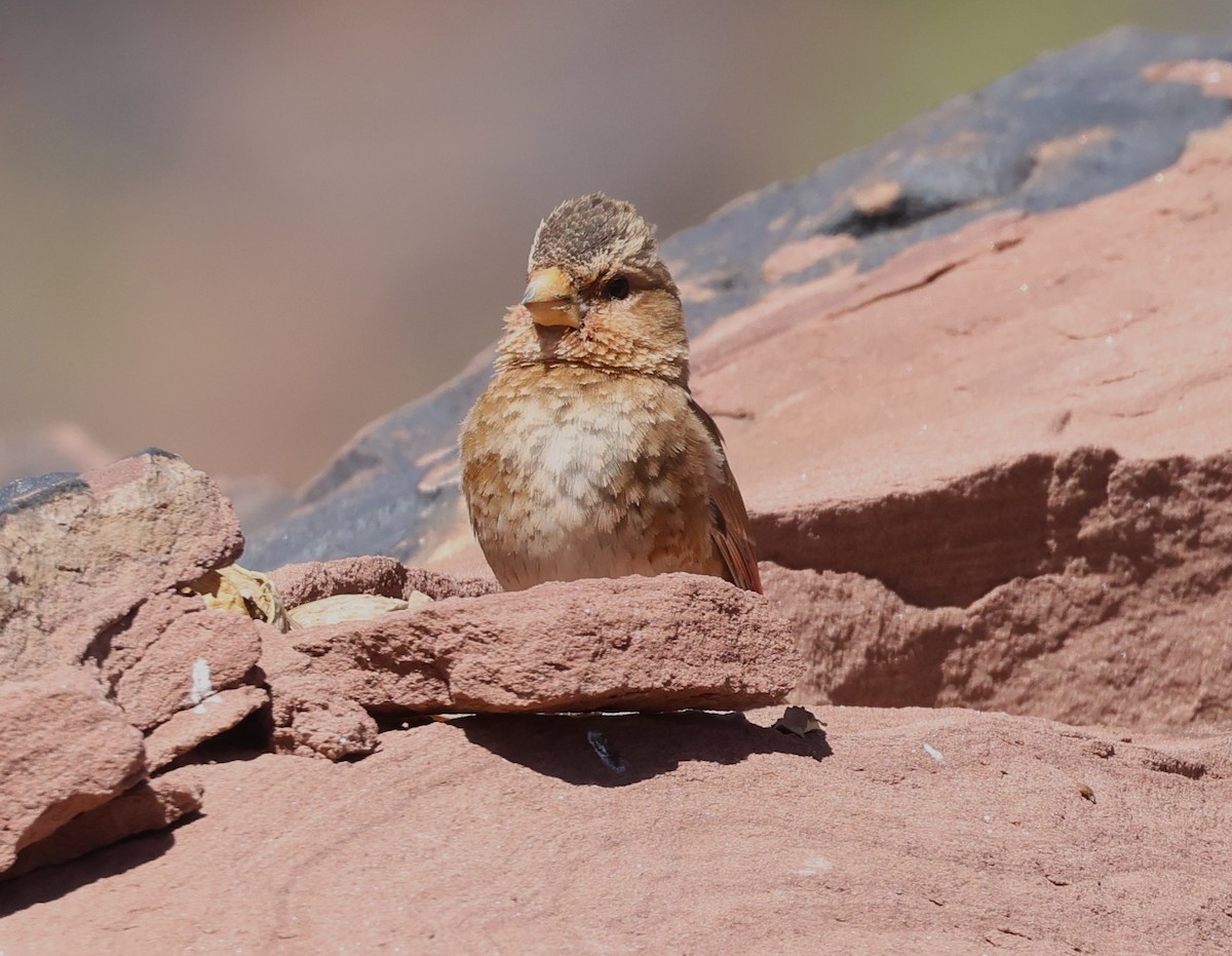 Crimson-winged Finch - ML637535701