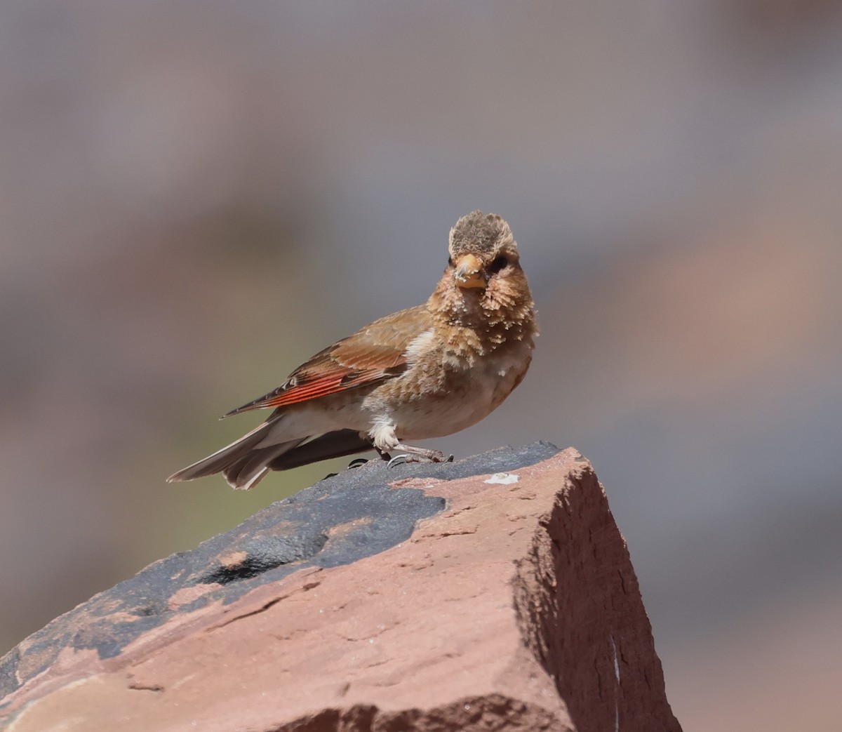 Crimson-winged Finch - ML637535702