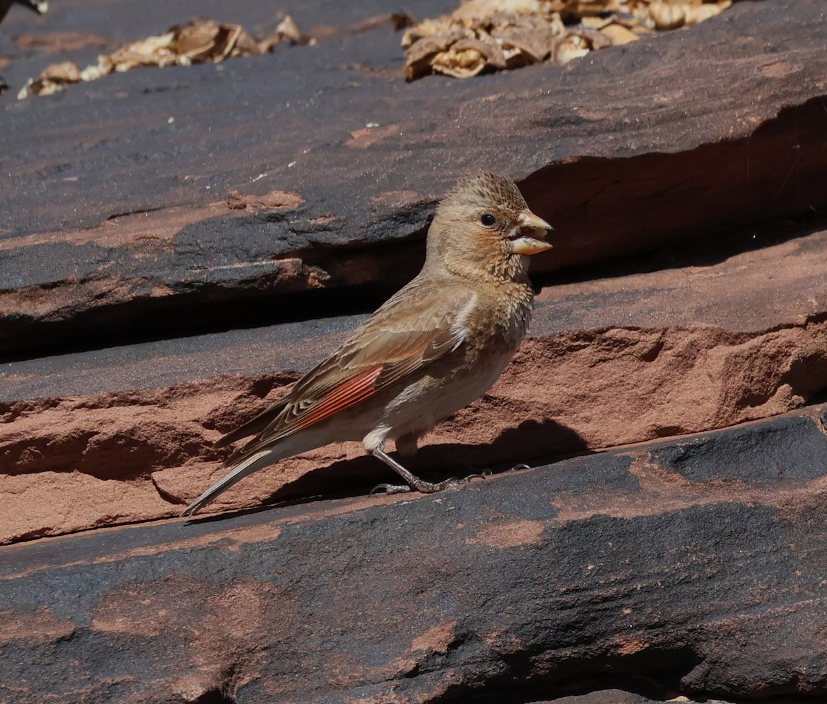 Crimson-winged Finch - ML637535703