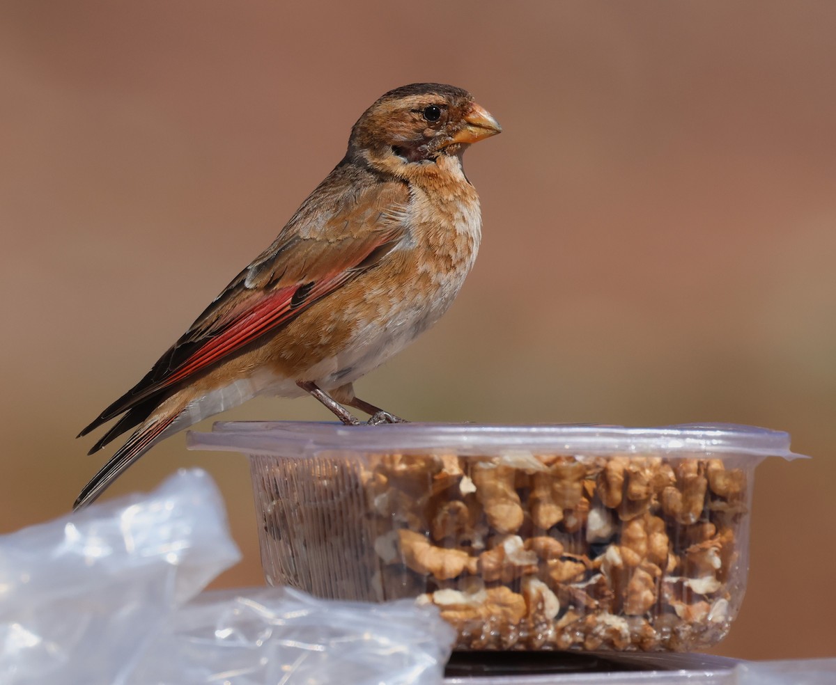 Crimson-winged Finch - ML637535704