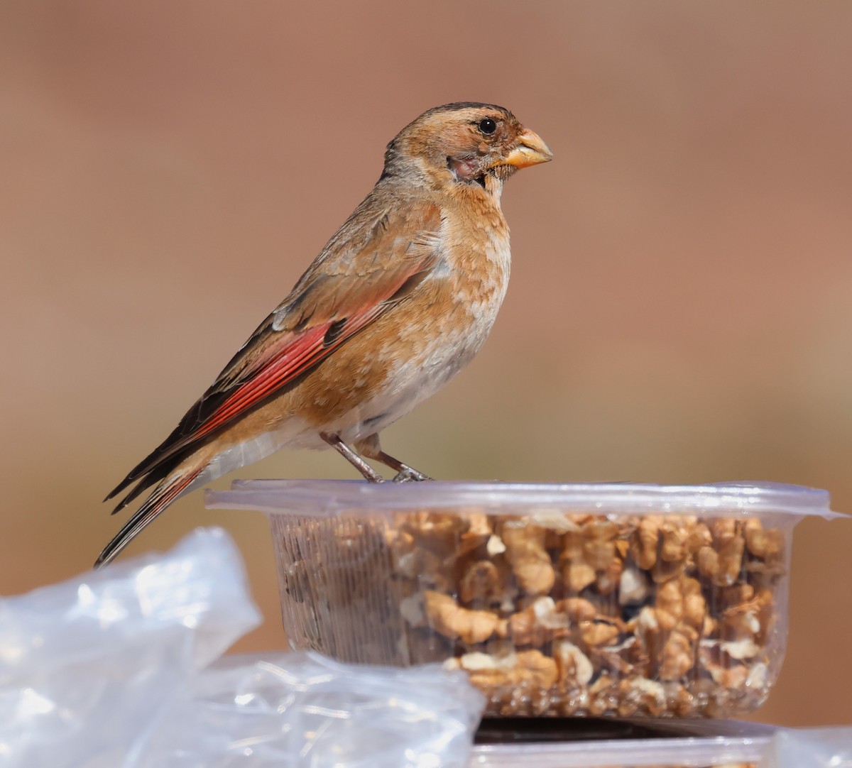 Crimson-winged Finch - ML637535706