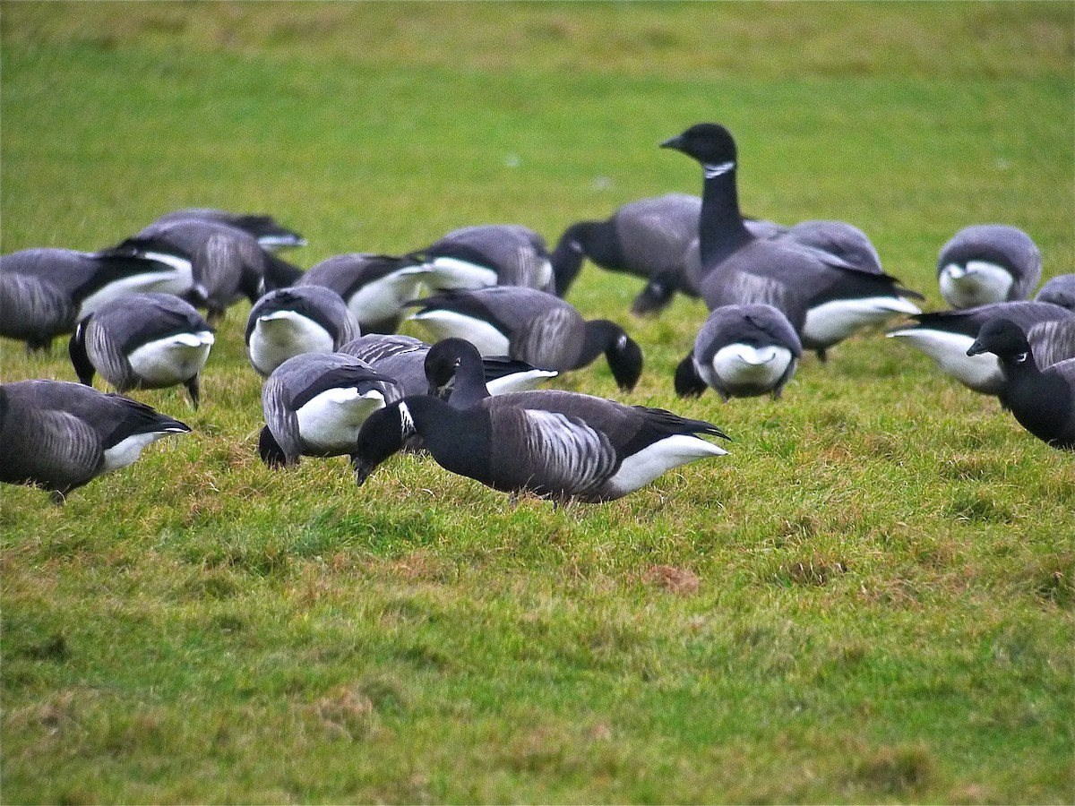 Brant (Dark-bellied) - ML637535723