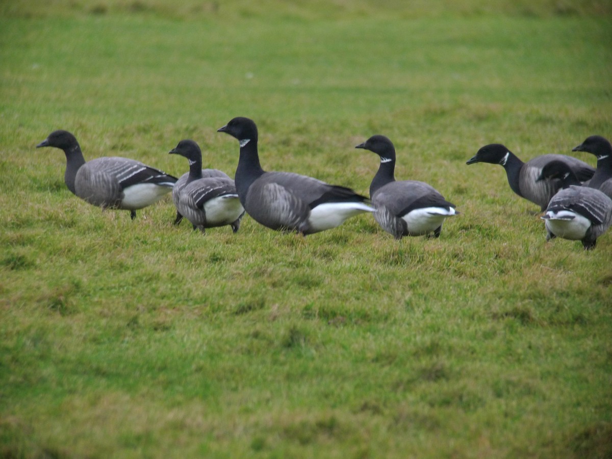 Brant (Dark-bellied) - ML637535727
