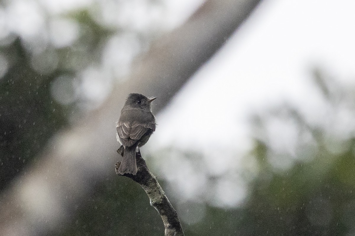 Southern Tropical Pewee - ML637535775