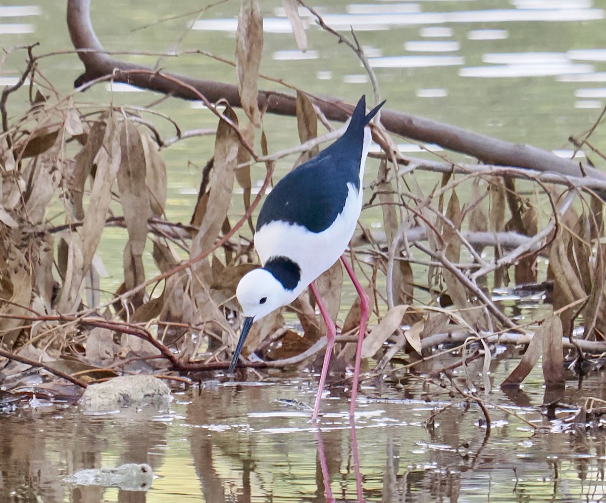 Pied Stilt - ML637535867