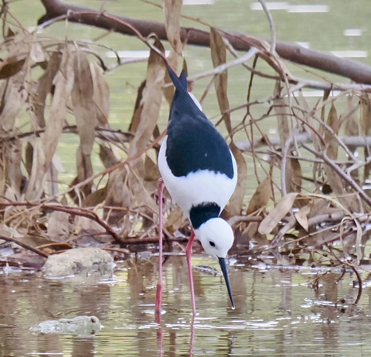 Pied Stilt - ML637535868