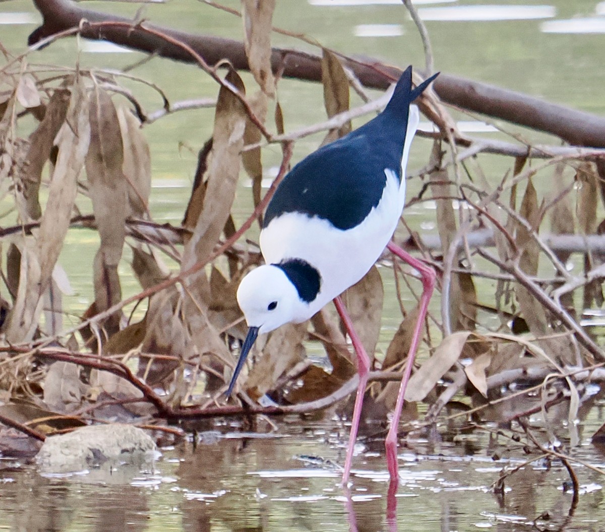 Pied Stilt - ML637535869