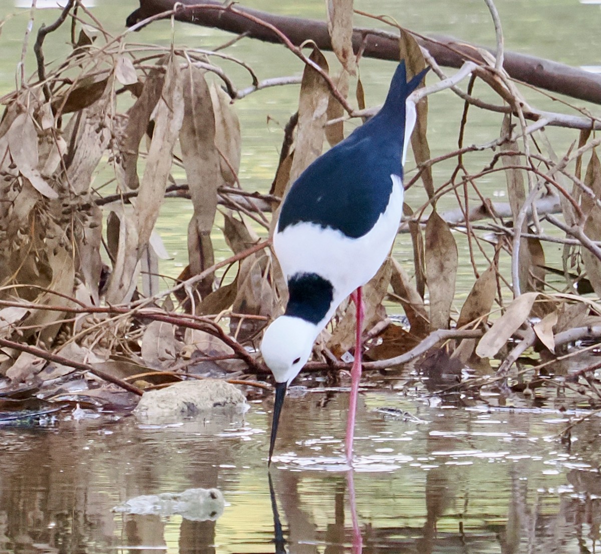 Pied Stilt - ML637535870