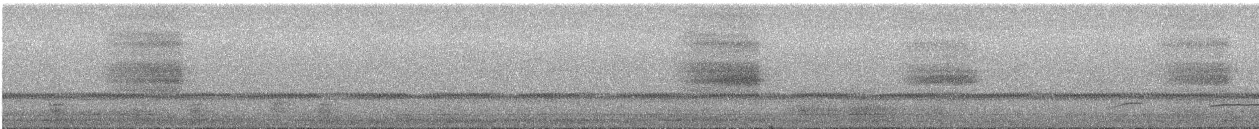 Western Barn Owl - ML637535938