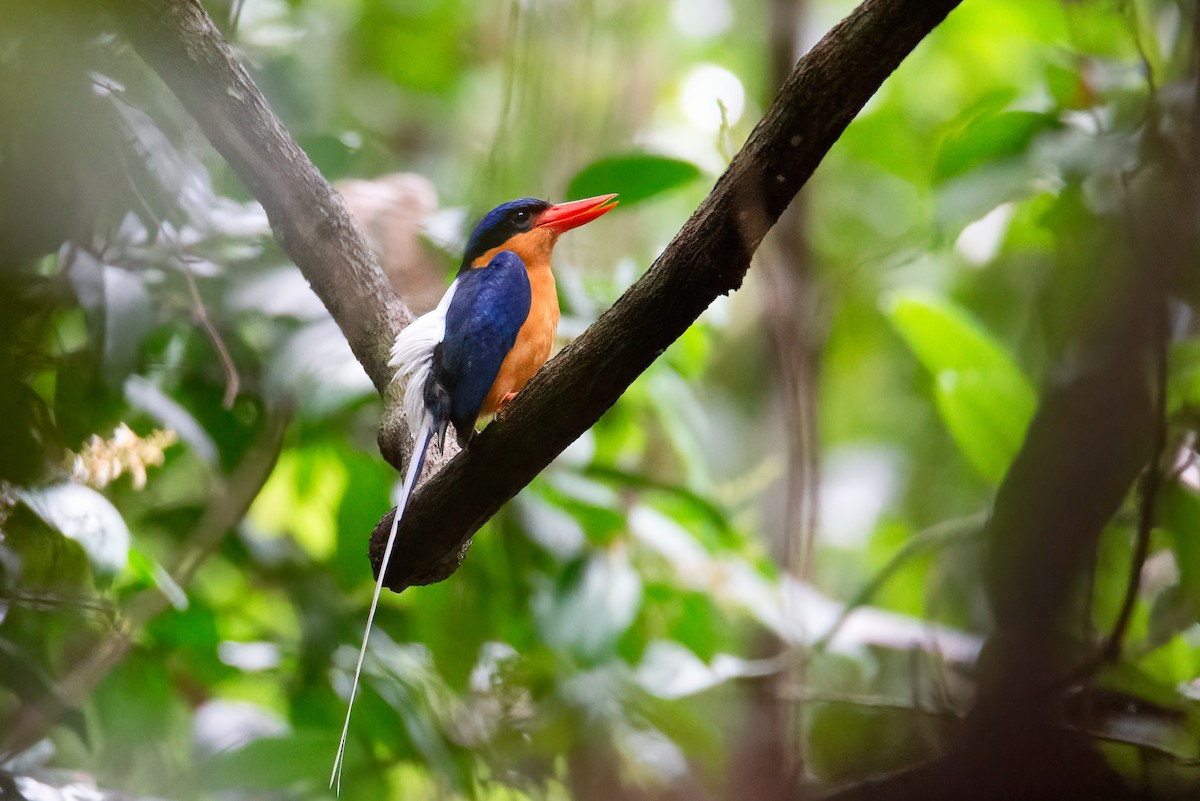 Buff-breasted Paradise-Kingfisher - ML637535973