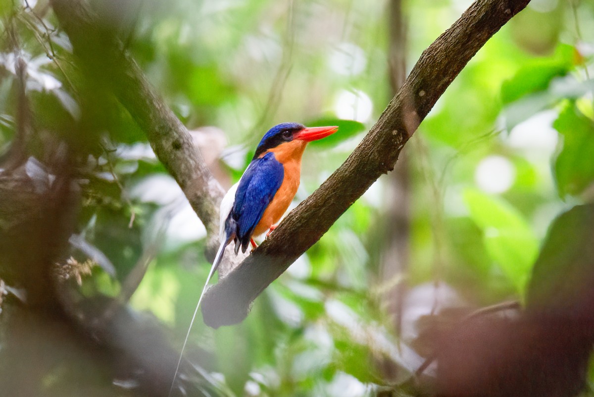 Buff-breasted Paradise-Kingfisher - ML637535974