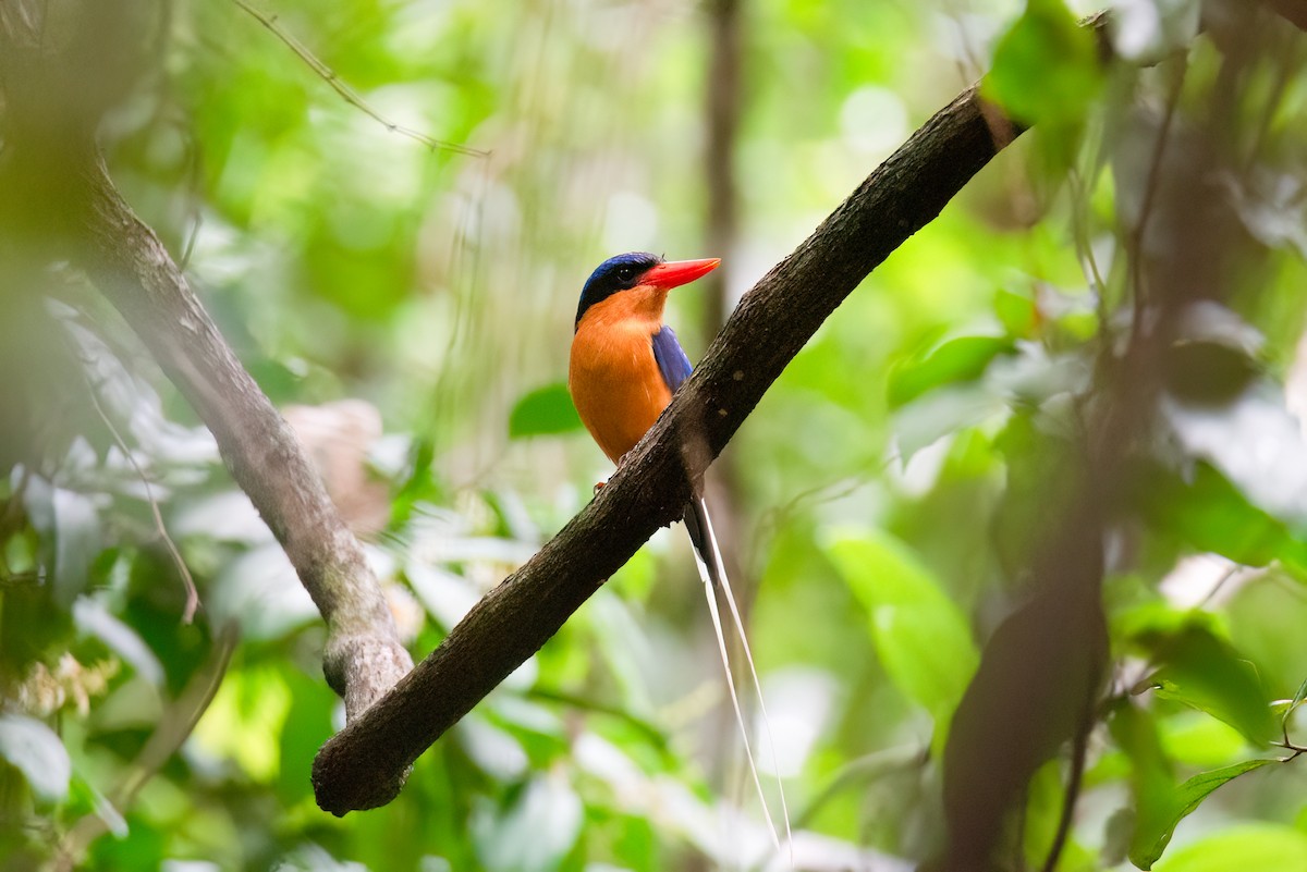 Buff-breasted Paradise-Kingfisher - ML637535975