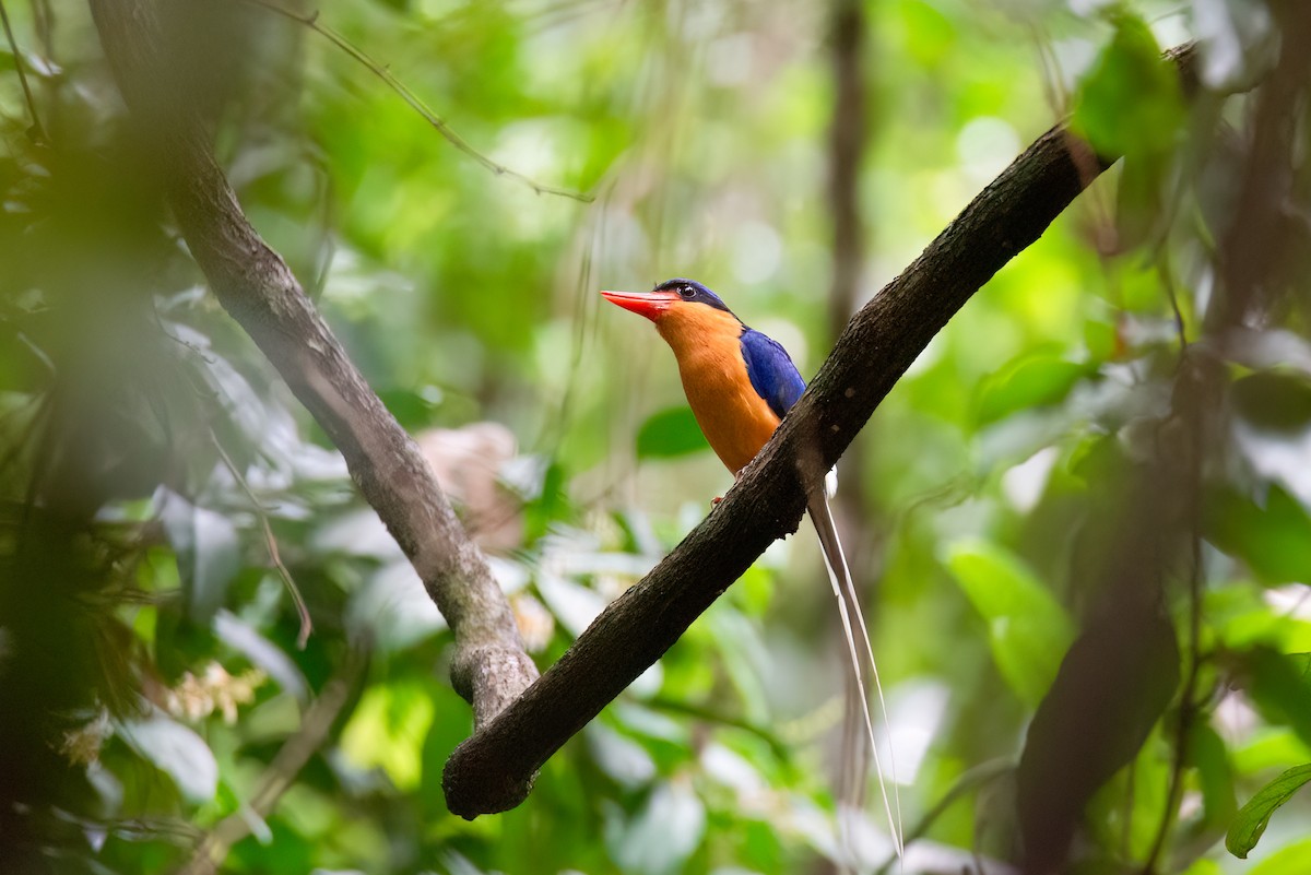 Buff-breasted Paradise-Kingfisher - ML637535976