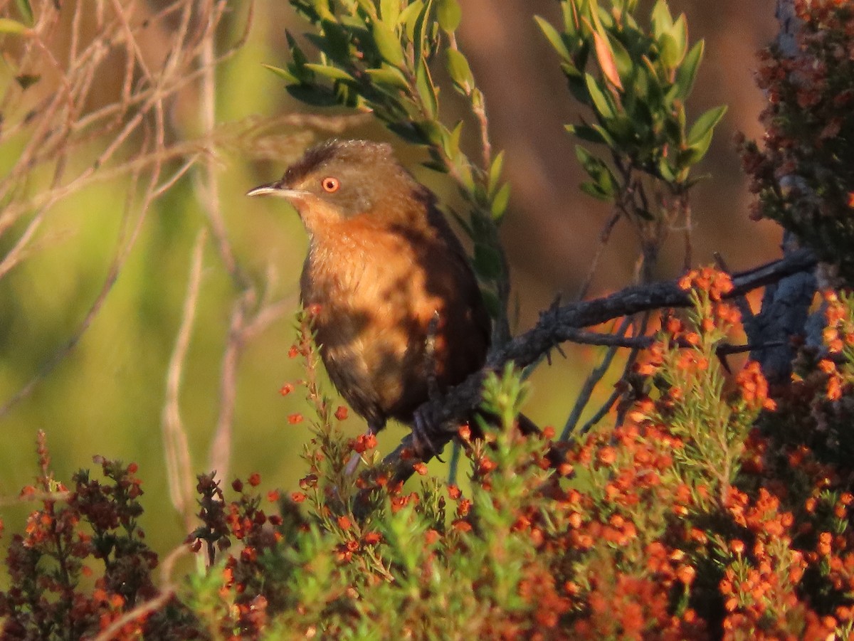 Victorin's Warbler - ML637536018