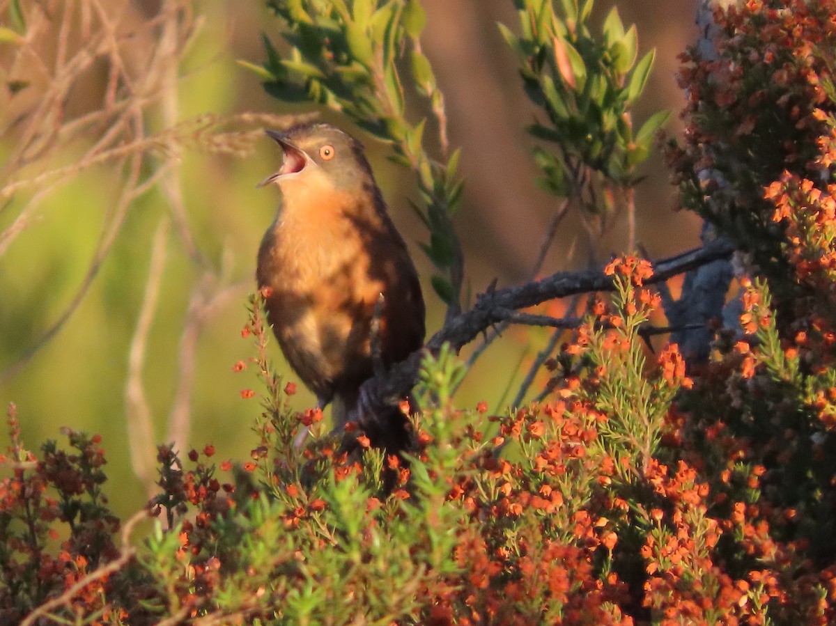 Victorin's Warbler - ML637536019