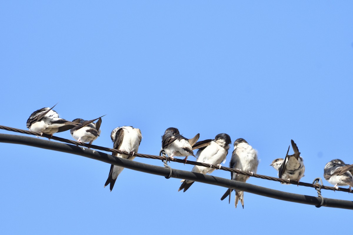 Western House-Martin - ML637536034
