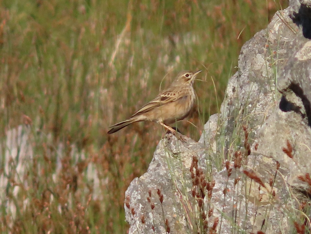 Nicholson's Pipit - ML637536041