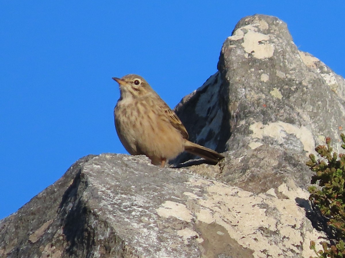 Nicholson's Pipit - ML637536042