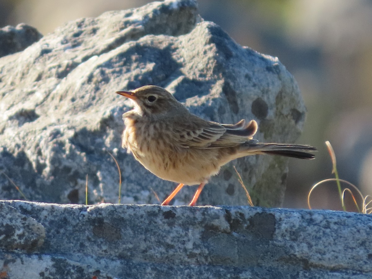 Nicholson's Pipit - ML637536043