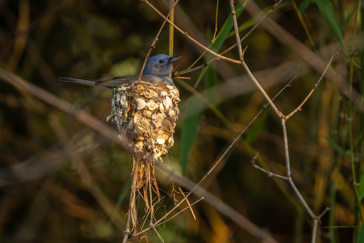Black-naped Monarch - ML637536062