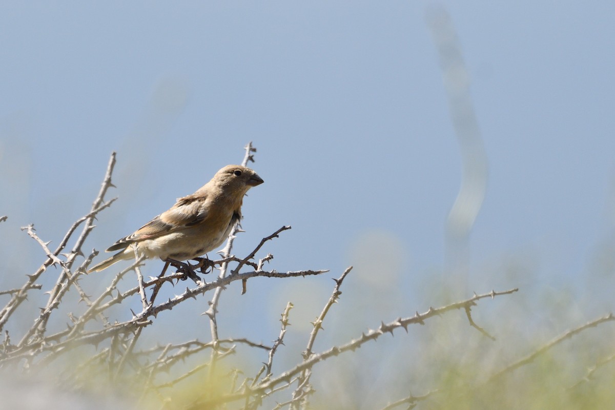 Crimson-winged Finch - ML637536092