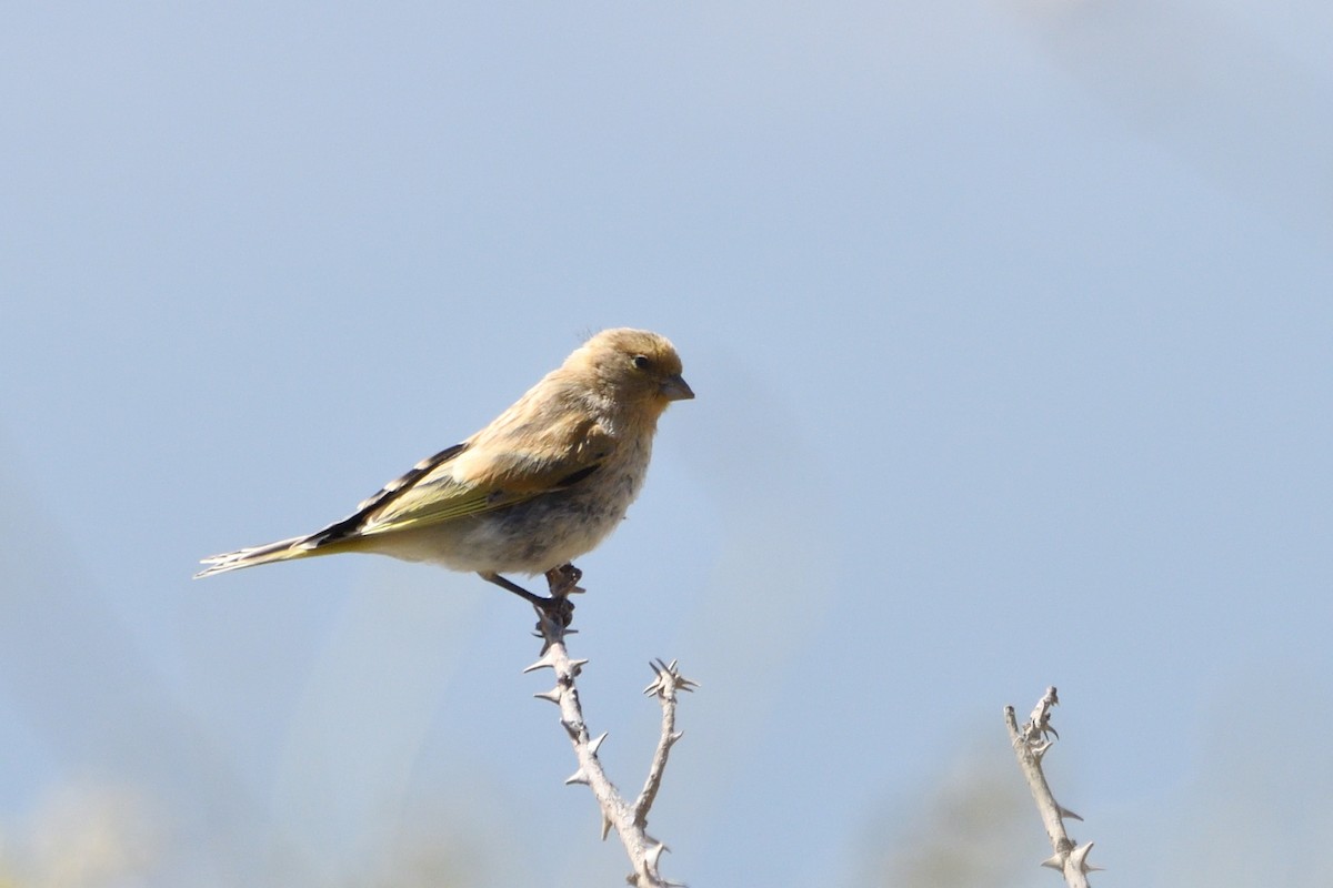 Syrian Serin - ML637536098